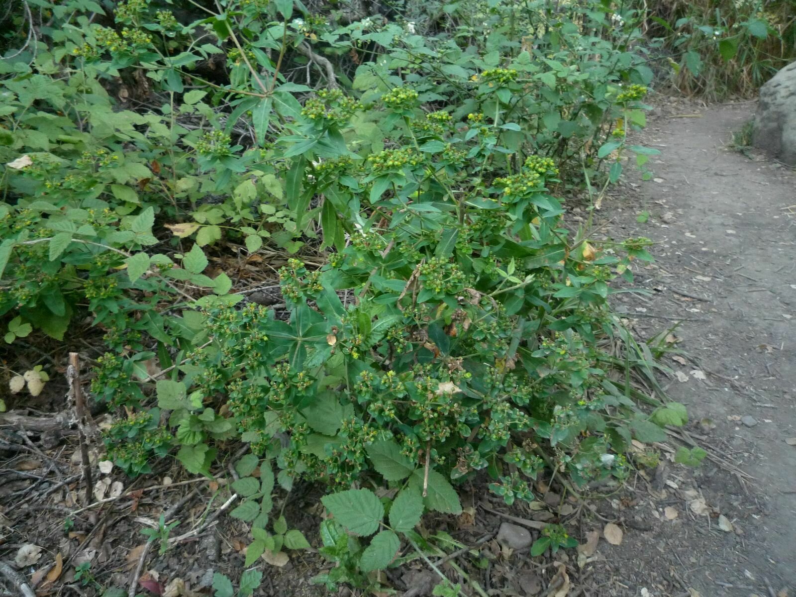High Resolution Euphorbia crenulata Plant